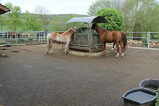 Paddock mit wasserdurchlässigen Paddockplatten. Pferde stehen an der Heuraufe auf dem Paddock