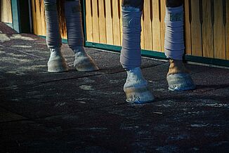Horse stands in stable aisle on an elastic rubber floor