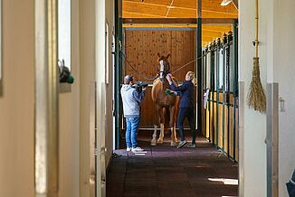 Horse is led through a stable aisle with elastic rubber flooring